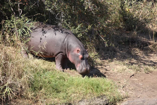Flusspferd Hippopotamus Hippopotamus Amphibius — Stock Photo, Image