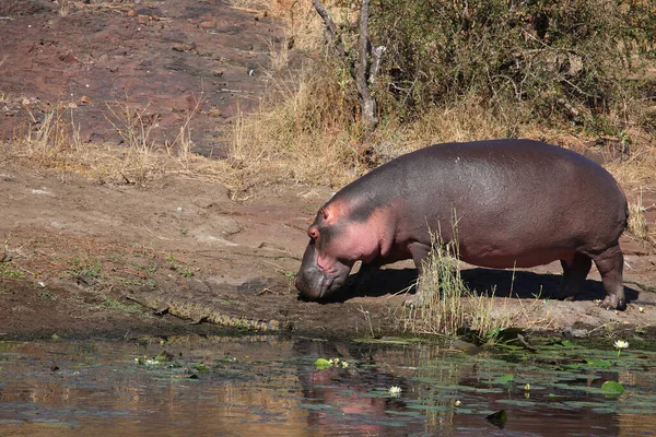 Flusspferd Hippopótamo Hippopótamo Anfíbio — Fotografia de Stock
