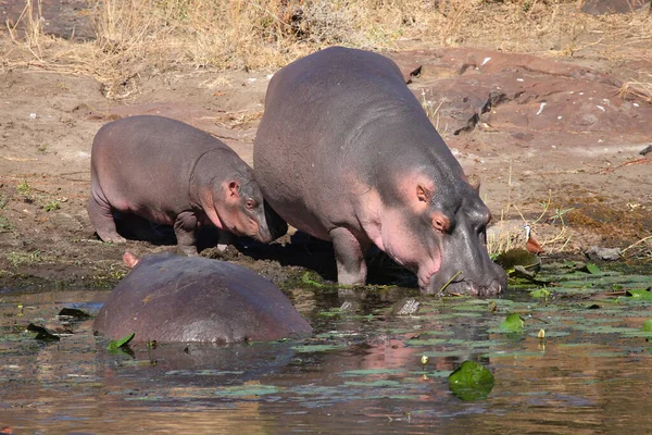 Flusspferd Hippopotamus Hippopotamus Amphibius — стоковое фото