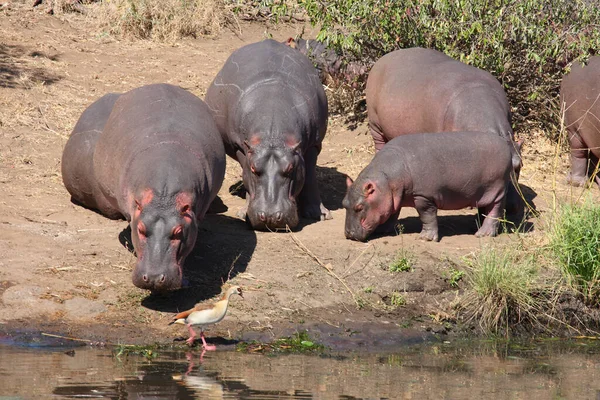 Flusspferd Hippopotamus Hippopotamus Amphibius —  Fotos de Stock