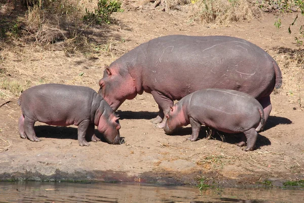 Flusspferd Hippopotamus Hippopotamus Amphibius —  Fotos de Stock