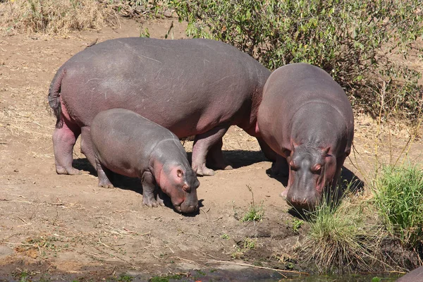 Flusspferd Hippopotamus Hippopotamus Amphibius — Foto de Stock