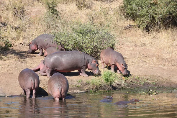 Flusspferd Sweni River Hippopotamus Sweni River Hippopotamus Amphibius —  Fotos de Stock