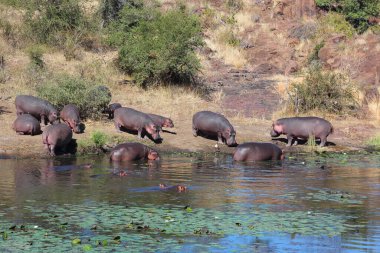 Sweni Nehri / Hippopotamus Sweni Nehri / Hippopotamus amfibisi