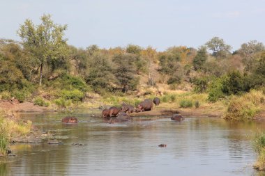 Sweni Nehri / Hippopotamus Sweni Nehri / Hippopotamus amfibi