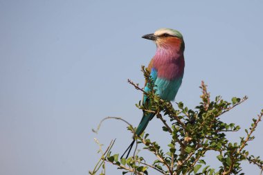 Gabelracke / Leylak göğüslü silindir / Coracias uyarısı