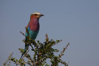 Gabelracke / Leylak göğüslü silindir / Coracias uyarısı