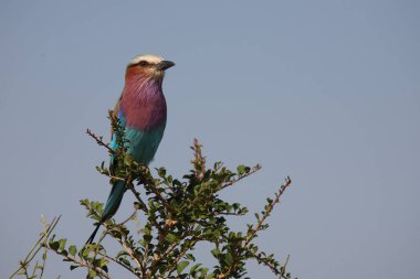 Gabelracke / Leylak göğüslü silindir / Coracias uyarısı