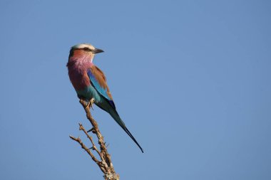 Gabelracke / Leylak göğüslü silindir / Coracias uyarısı