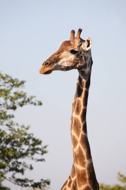Giraffe / Giraffe / Giraffa Camelopardalis