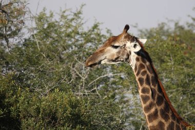 Giraffe / Giraffe / Giraffa camelopardalis