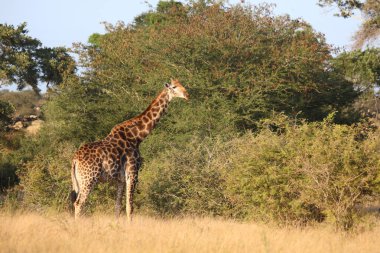 Giraffe / Giraffe / Giraffa camelopardalis