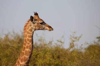 Giraffe / Giraffe / Giraffa camelopardalis