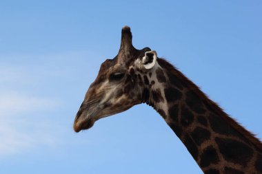 Giraffe / Giraffe / Giraffa camelopardalis