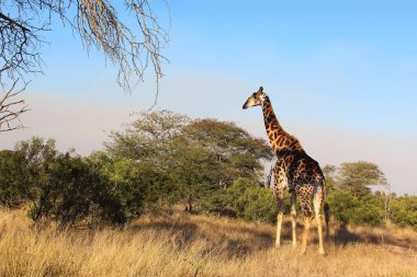 Giraffe / Giraffe / Giraffa camelopardalis