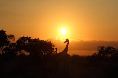 Giraffe / Giraffe / Giraffa camelopardalis