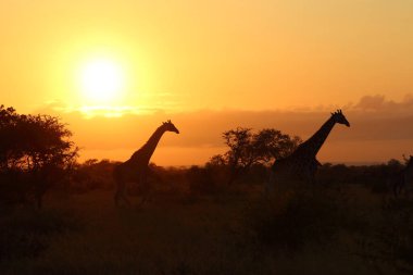 Giraffe / Giraffe / Giraffa camelopardalis