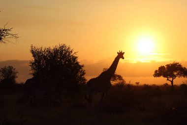 Giraffe / Giraffe / Giraffa camelopardalis