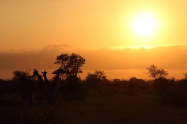 Giraffe / Giraffe / Giraffa camelopardalis