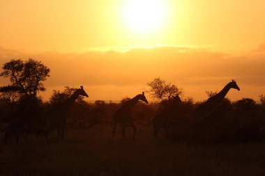 Giraffe / Giraffe / Giraffa camelopardalis