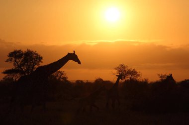 Giraffe / Giraffe / Giraffa camelopardalis