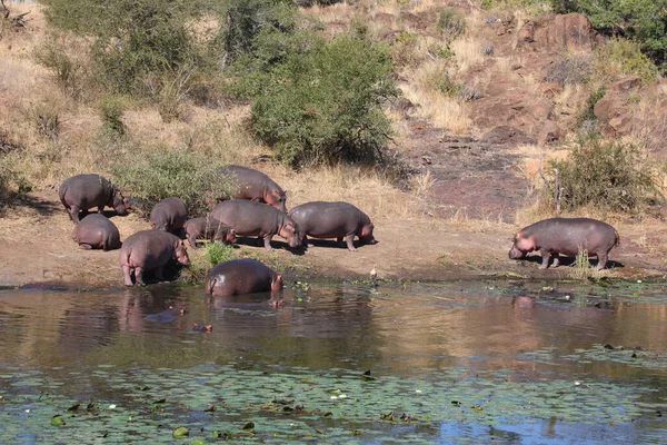 Flusspferd Sweni River Hippopotamus Sweni Folyónál Hippopotamus Amphibius — Stock Fotó