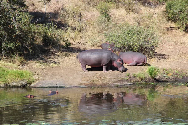 Flusspferd Sweni River Nilpferd Sweni River Nilpferd Amphibius — Stockfoto