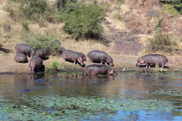 Flusspferd Sweni River Hippopotamus Sweni River Hippopotamus Amphibius —  Fotos de Stock
