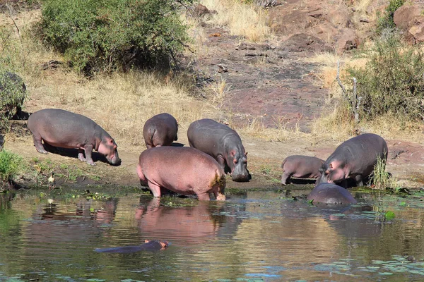 Flusspferd Sweni River Hippopotamus Sweni Folyónál Hippopotamus Amphibius — Stock Fotó