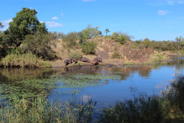 Flusspferd Sweni River Hippopotamus Sweni River Hippopotamus Amphibius — Fotografia de Stock