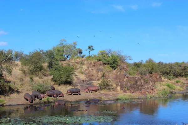 Flusspferd Sweni River Hippopotamus Vid Sweni River Hippopotamus Amphibius — Stockfoto