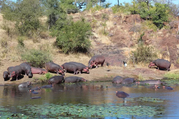 Flusspferd Sweni River Hippopotamus Sweni River Hippopotamus Amphibius — Foto de Stock