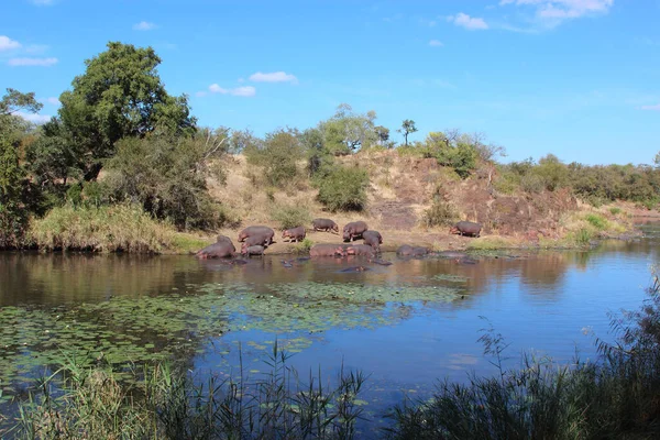 Flusspferd Sweni River Hippopotamus Vid Sweni River Hippopotamus Amphibius — Stockfoto