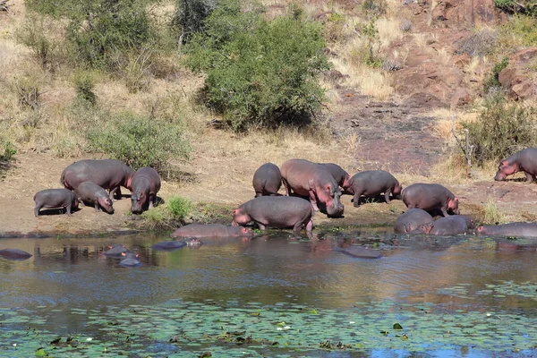 Flusspferd Sweni River Hippopotamus Vid Sweni River Hippopotamus Amphibius — Stockfoto