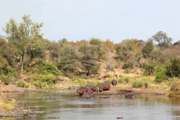 Flusspferd Sweni River Hippopotamus Vid Sweni River Hippopotamus Amphibius — Stockfoto