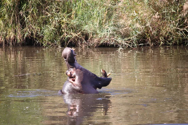 Flusspferd Sweni River Hippopotamus Sweni River Hippopotamus Amphibius — стокове фото