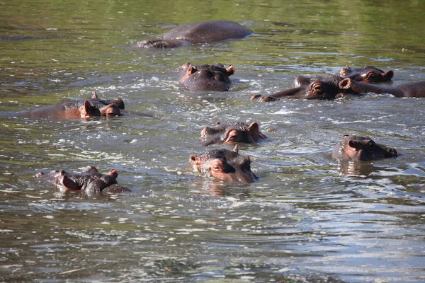 Flusspferd Sweni River Ιπποπόταμος Στον Ποταμό Sweni Hippopotamus Amphibius — Φωτογραφία Αρχείου