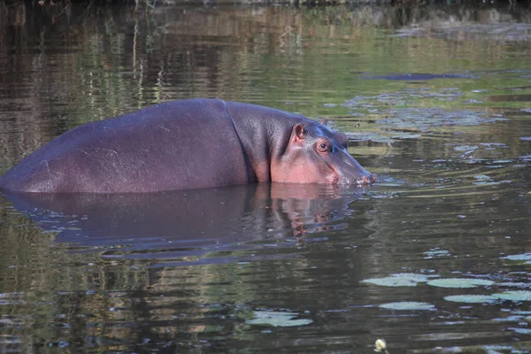 Flusspferd Sweni River Ιπποπόταμος Στον Ποταμό Sweni Hippopotamus Amphibius — Φωτογραφία Αρχείου