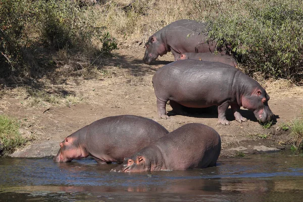 Flusspferd Sweni River Hippopotamus Sweni River Hippopotamus Amphibius —  Fotos de Stock