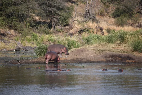 Flusspferd Sweni Folyó Hippopotamus Sweni Folyóban Hippopotamus Amphibius — Stock Fotó