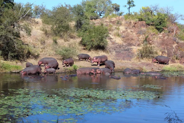 Flusspferd Sweni River Hippopotamus Sweni River Hippopotamus Amphibius —  Fotos de Stock