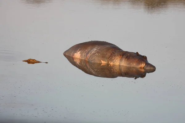 Flusspferd Und Nilkrokodil Hippopotamus Nile Crocodile Hippopotamus Amphibius Crocodylus Niloticus — стоковое фото