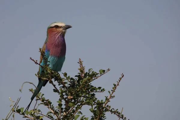 Gabelracke Rullo Petto Lilla Coracias Caudata — Foto Stock