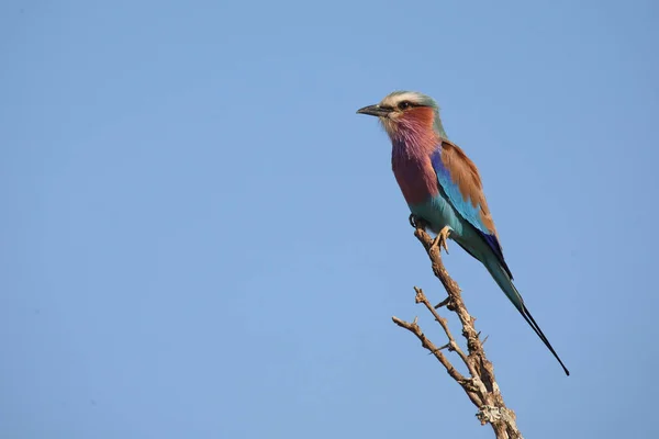 Gabelracke / Leylak göğüslü silindir / Coracias uyarısı