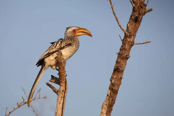 Gelbschnabeltoko Suedlicher Tockus Leucomelas — Foto Stock