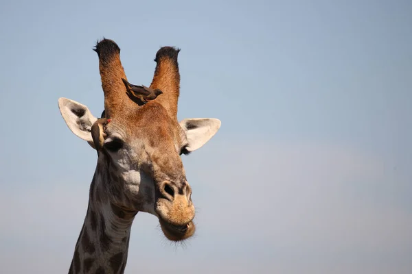 Giraffe Giraffe Giraffa Camelopardalis — 스톡 사진