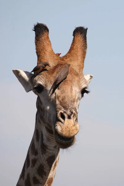 Giraffe Giraffe Giraffa Camelopardalis — 스톡 사진