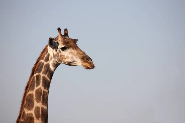 Giraffe / Giraffe / Giraffa Camelopardalis