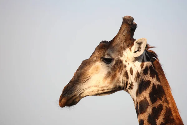 Giraffe Giraffe Giraffa Camelopardalis — 스톡 사진