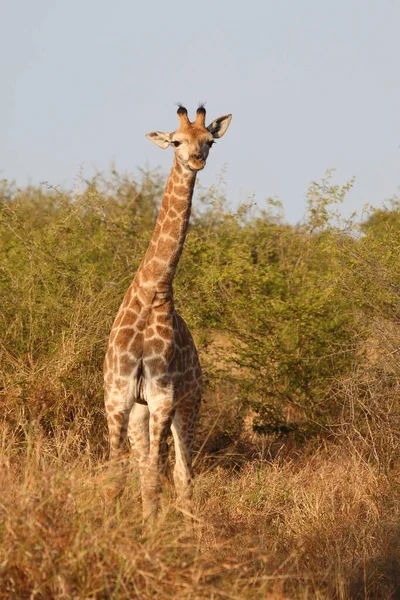 Giraffe Giraffe Giraffa Camelopardalis — Zdjęcie stockowe